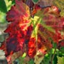 grape's leaf