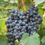 grape 2