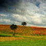vineyard 1