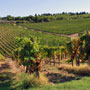 vineyard 2