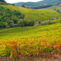 vineyard 3
