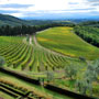 vineyard 4