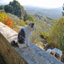 san quirico toscana private tour