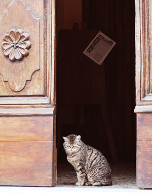 ソラーノの教会の入り口に座る猫