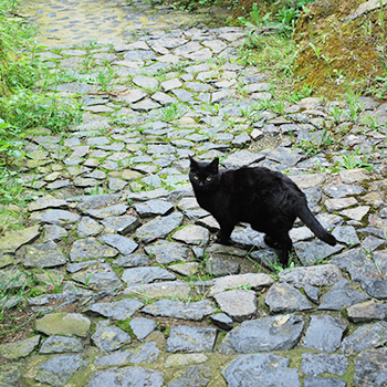 ソラーノの黒猫
