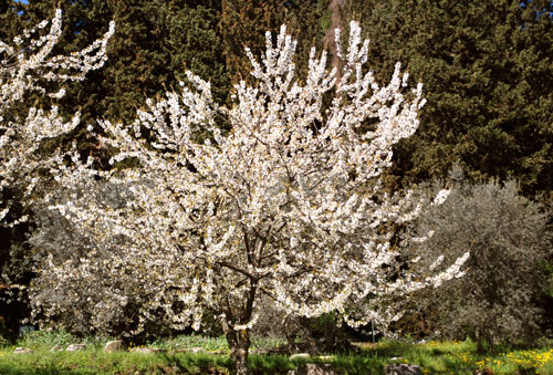 フィエーゾレの桜