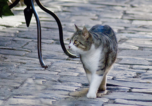 イタリアの猫の日