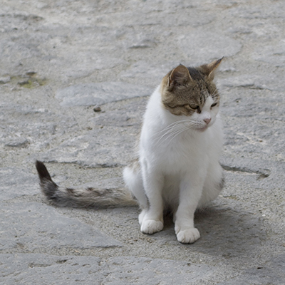 イタリアの猫