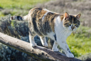 オルチャ渓谷の猫