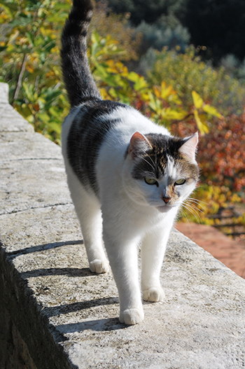 トスカーナの猫