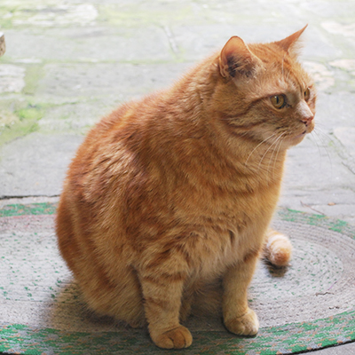 モンテプルチャーノの猫