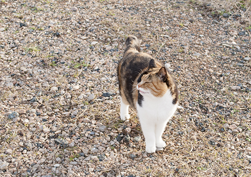 サパイオの猫