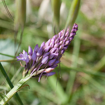 オルチャ渓谷紫の花