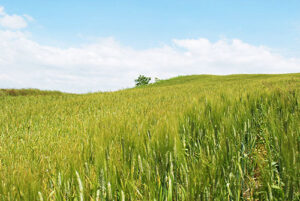 オルチャ渓谷の小麦