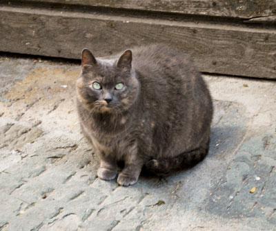 モンテプルチャーノの猫
