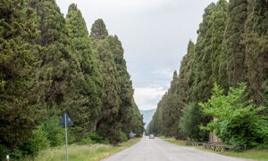 ボルゲリ村の糸杉