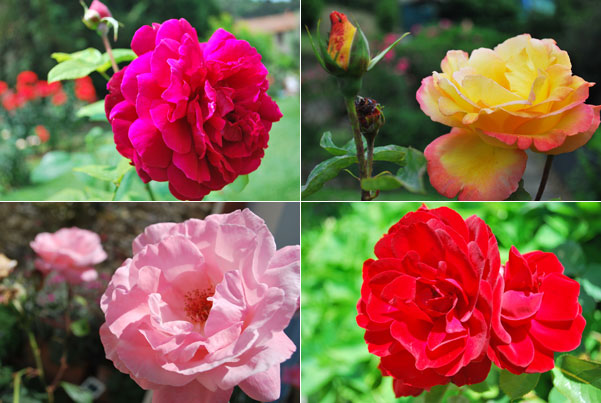 フィレンツェの薔薇園