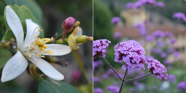 レモンの花