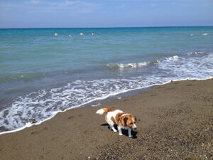 海と犬