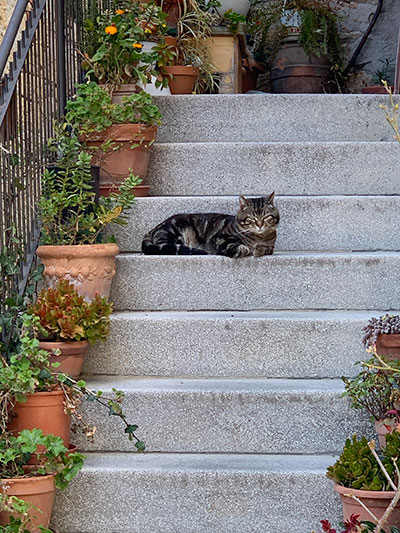 階段の猫