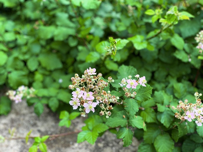 ブラックベリーの花