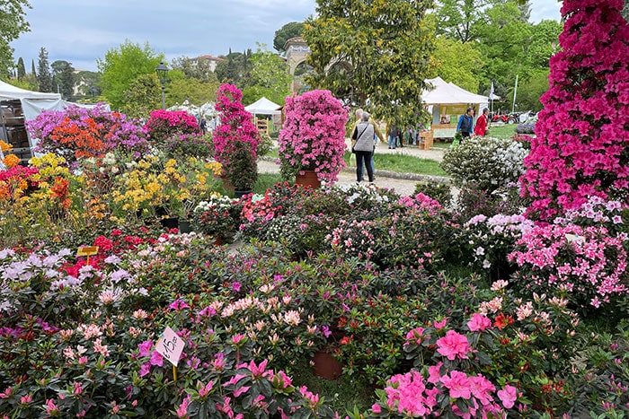 フィレンツェの花市