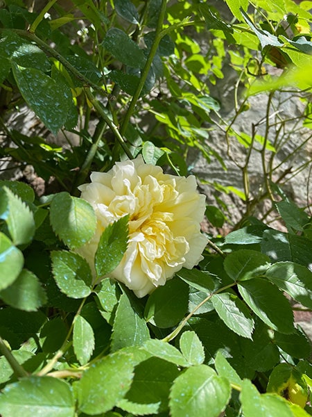 オルチャ渓谷の薔薇の花
