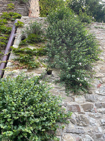 モンテフィオラッレの石垣
