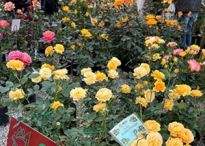フィレンツェ花市の薔薇