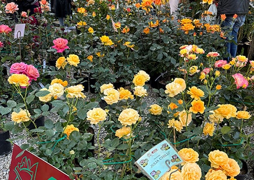 フィレンツェ花市の薔薇