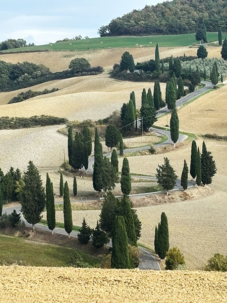 糸杉のくねくね道