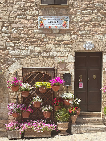 スペッロの花