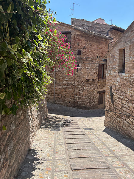 スペッロと植物