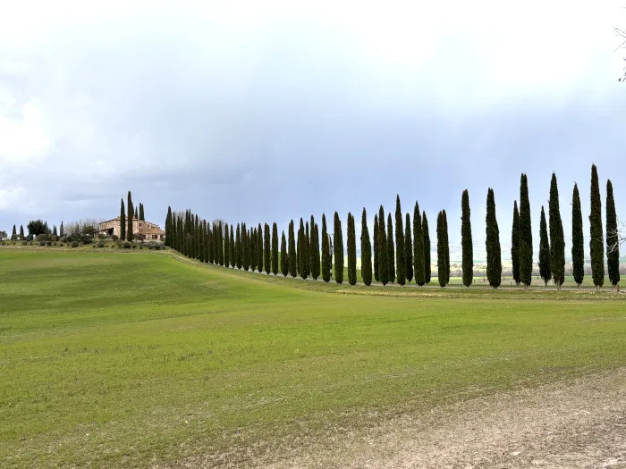 糸杉の並木道と家