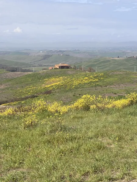 アブラナの花とクレテ・セネージ