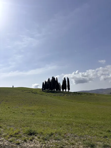 オルチャ渓谷の糸杉群集
