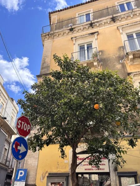 カターニアの街角のオレンジの木