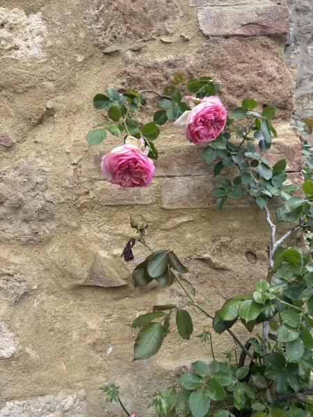 ピンクの薔薇