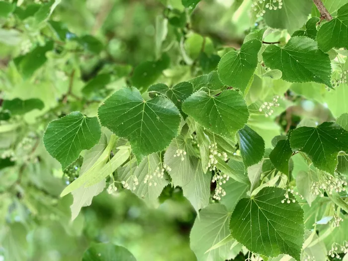 西洋菩提樹