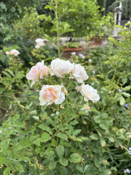 ボボリ庭園の薔薇
